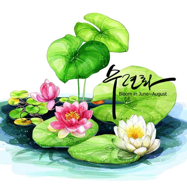 水彩，莲花