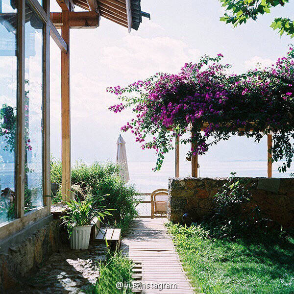 美景 温暖 治愈 清新 植物 花