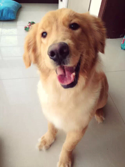 主人 放我出去玩啦