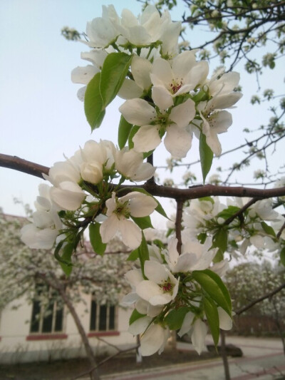 春意正濃，花開迷了你的眼。