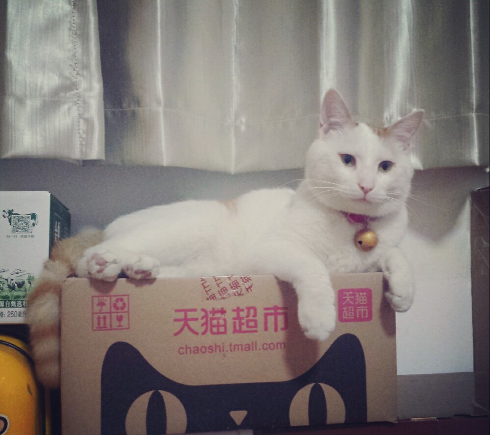 我为天猫带盐，喵~#转角遇见喵#