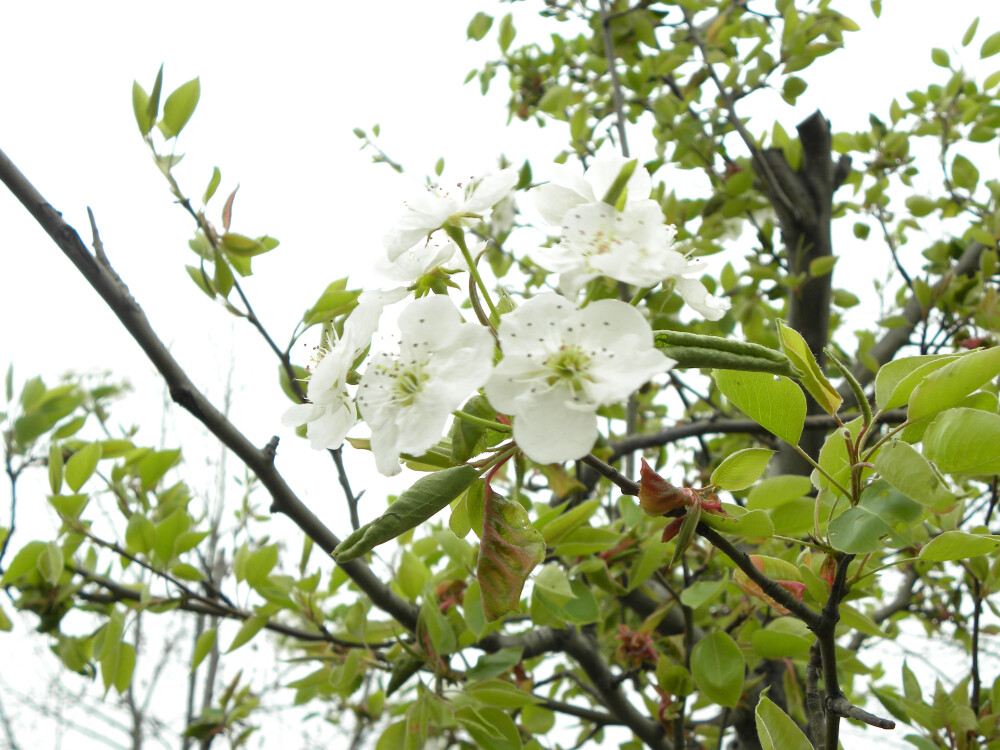 临汾一中，花开半夏