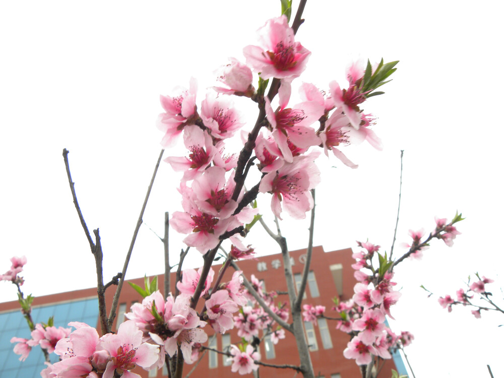 花开半夏