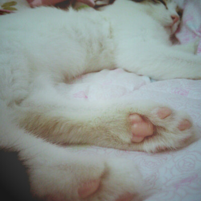 #转角遇见喵#我家玻璃