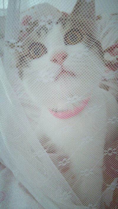 #转角遇见喵#玻璃