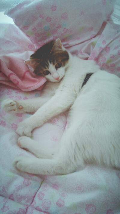 #转角遇见喵#玻璃