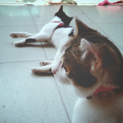 #转角遇见喵#大叔毛毛和玻璃