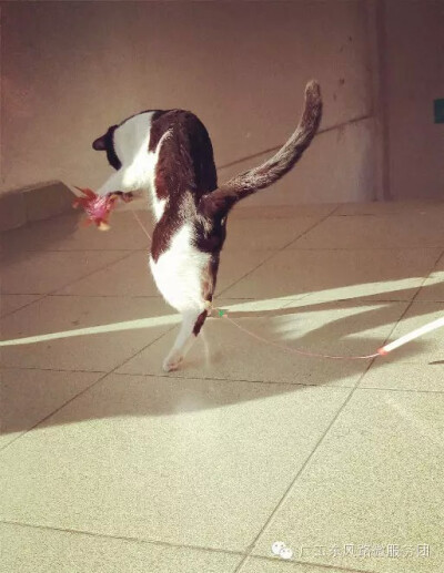 #转角遇见喵#楼梯转角遇见大叔