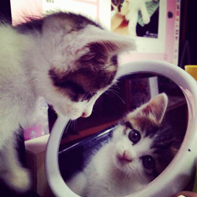 #转角遇见喵#哈喽