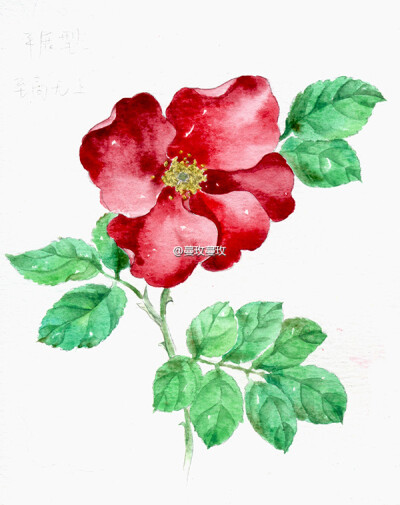 水彩手绘月季/玫瑰（rose）花型：平展型/盘形卷边。通常单瓣或半重瓣，花瓣几乎完全平展。典型品种：至高无上（Delmur）。