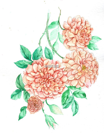 水彩手绘月季/玫瑰（rose）花型：绒球状。花小，球状，重瓣或完全重瓣，常簇生。花瓣小而多。典型品种：pompon rose。