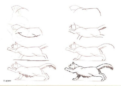 绘画教程-猫的画法.