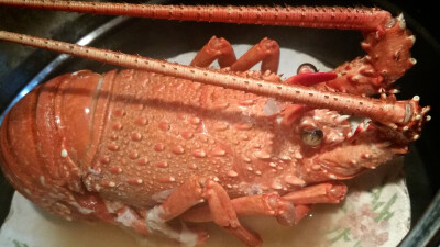 龙虾