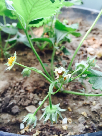 草莓花凋谢后，花蕊形成小草莓的雏形～