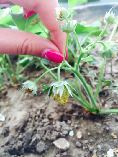 已经能看到青涩的小草莓啦