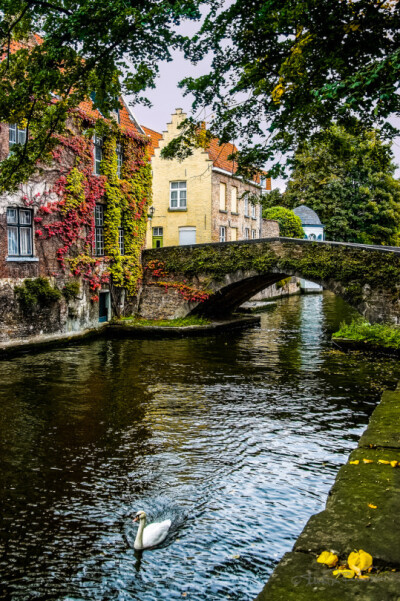 Bruges, Belgium (by SdosRemedios)。比利时布鲁日。布鲁日位于比利时西北部，是西弗兰德省的首府和最大的城市。在欧洲也被誉为“北方的威尼斯”。布鲁日是典型的中世纪古城，保存着大量数世纪前的建筑。早期哥特式…