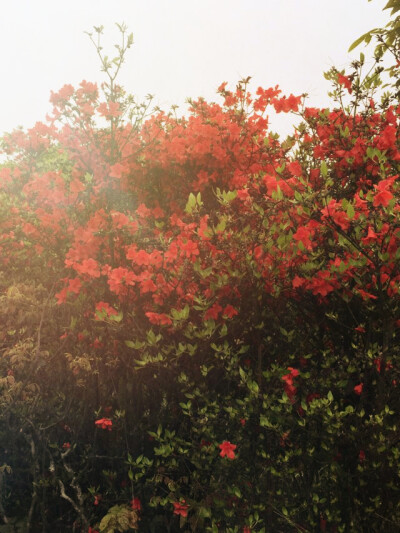 花开花放花满天，红笑香缎人人怜＃天堂顶的山花＃