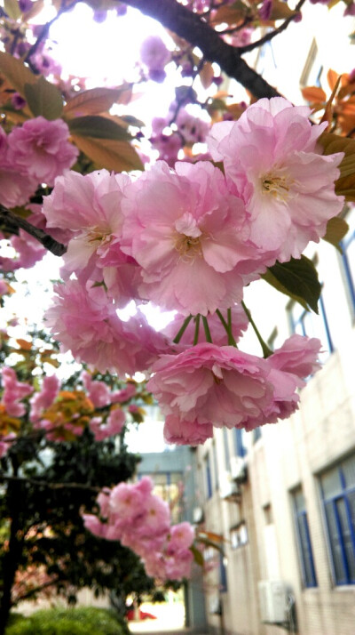 八重樱，多瓣花