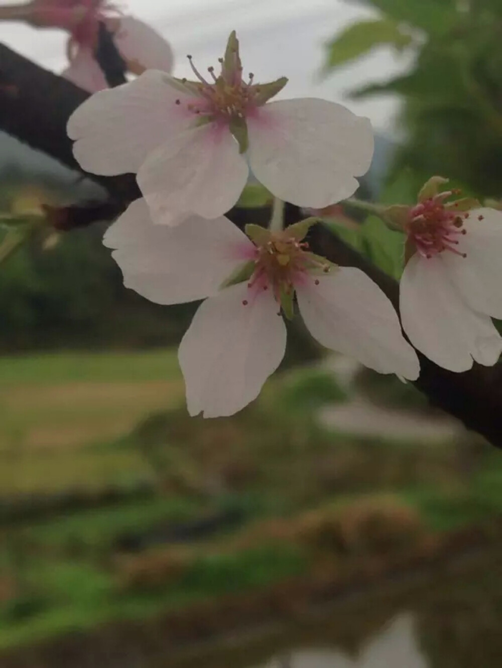 樱花热烈、纯洁、高尚，它是爱情与希望的象征。樱花在很多人的心目中是美丽、漂亮和浪漫的象征