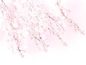 樱花 素材 和风 来自p站