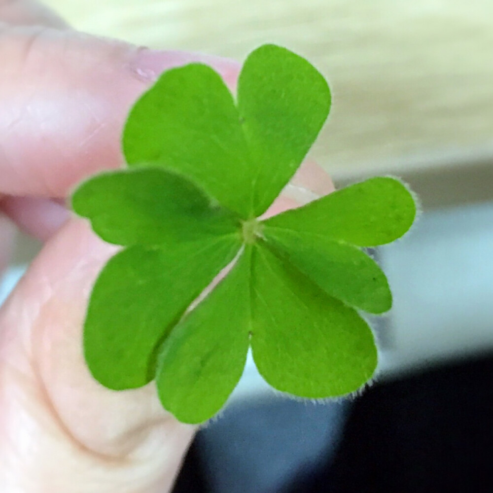 四叶的哦传说中的幸运草