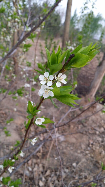 花