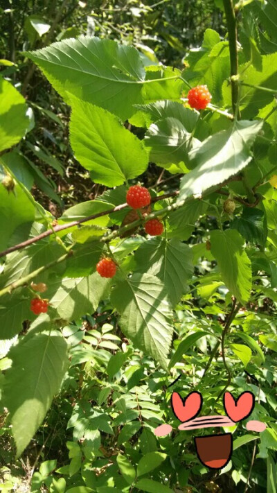 野草莓