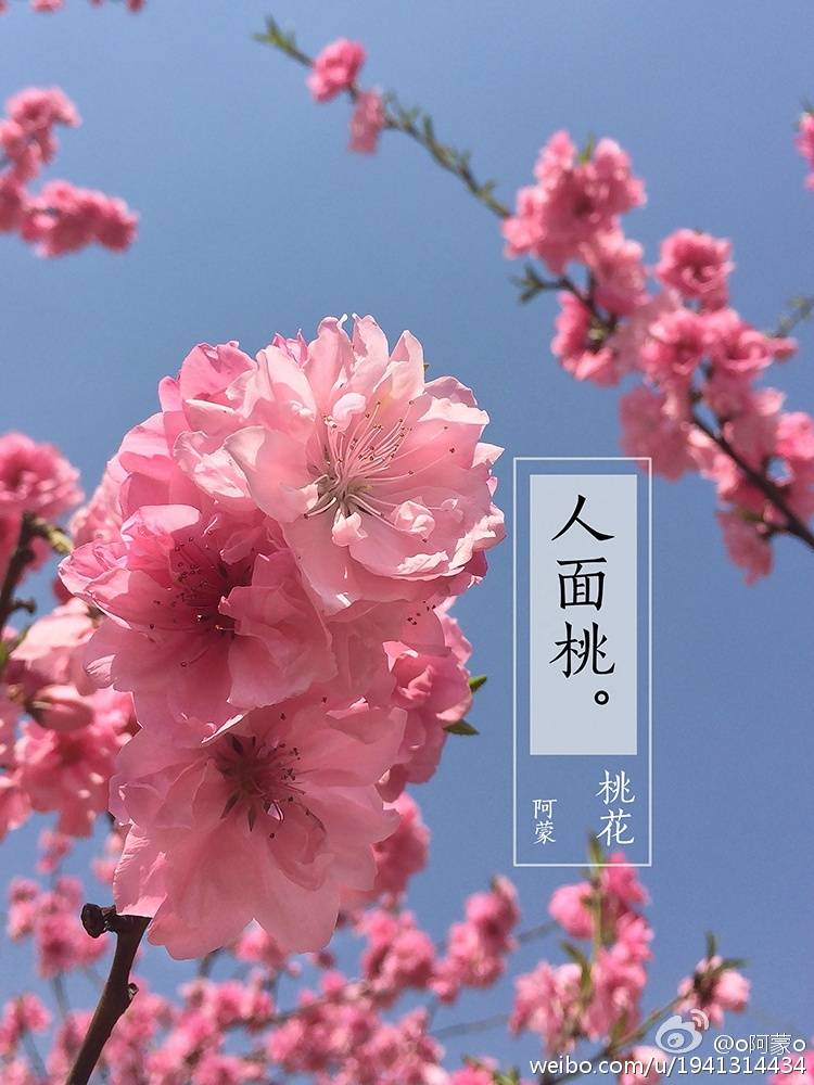 桃花