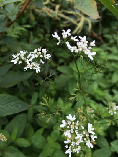 香菜花