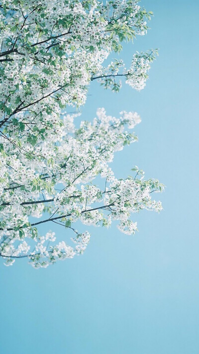 sakura。壁纸。夏天。