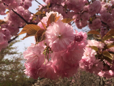 玉渊潭·樱花季