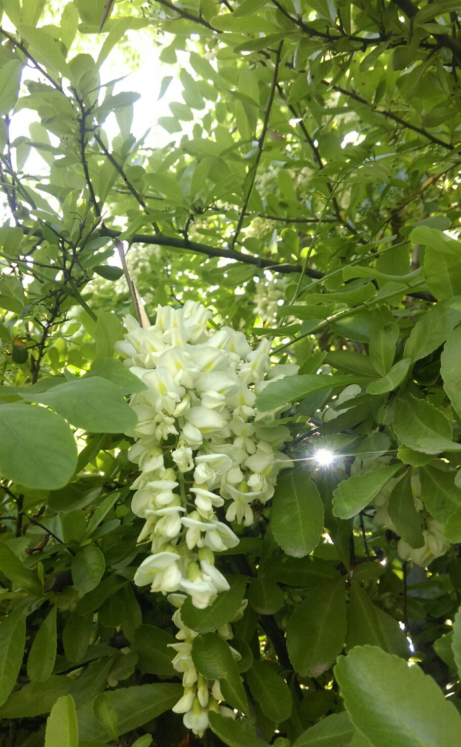 五月初是槐花开了，是不是可以做成槐花膏