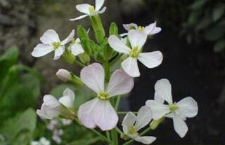 5.2生日花：野莱菔（Wild Radish） 花语：统一（Unity）供奉西元四世纪，支持信仰正教的亚历山大城大主教－圣亚当纳西斯的花。凡是在这一天诞生的人在朋友之间通常扮演和事佬的角色。做事圆融，有良好见识的举动，容…