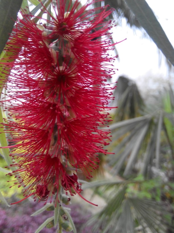 丝丝红须缕缕……