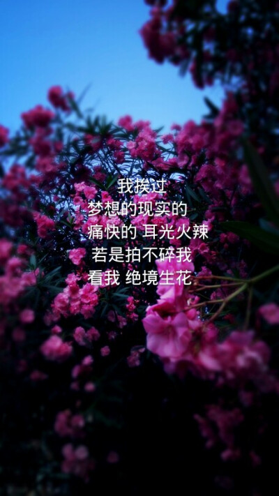 随手拍的照片的 觉得只有图干巴巴的就配了些自己很喜欢的文字 喜欢抱走就好