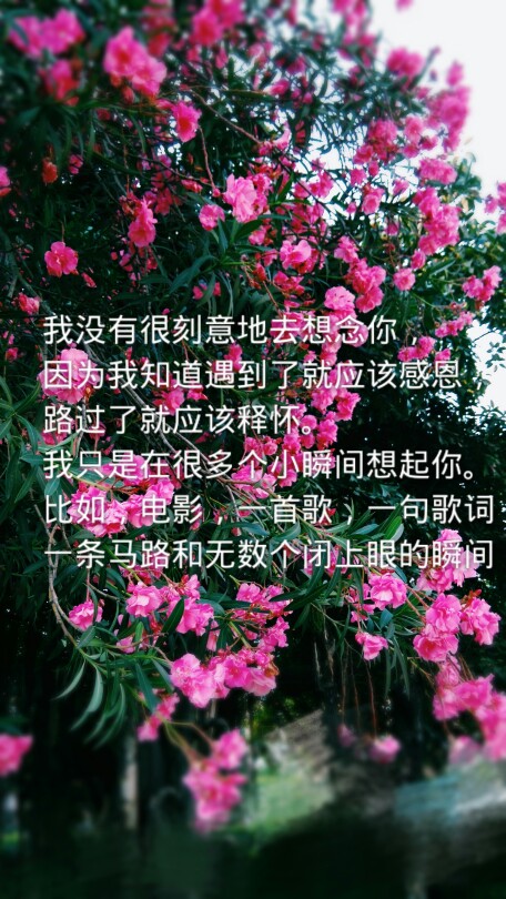 随手拍的照片的 觉得只有图干巴巴的就配了些自己很喜欢的文字 喜欢抱走就好