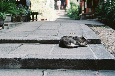 石板。猫