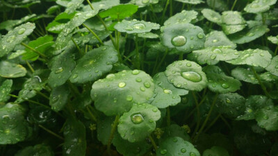 手机摄影 雨天