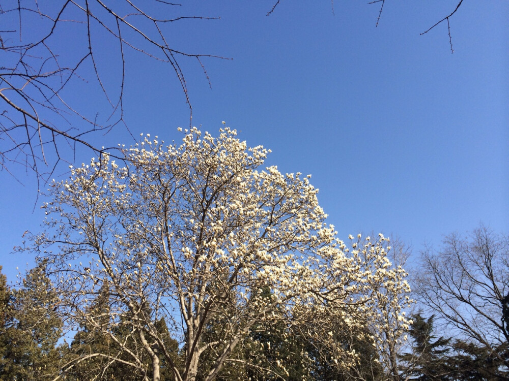 北京也有春意盎然的蓝天，谁说不是呢？