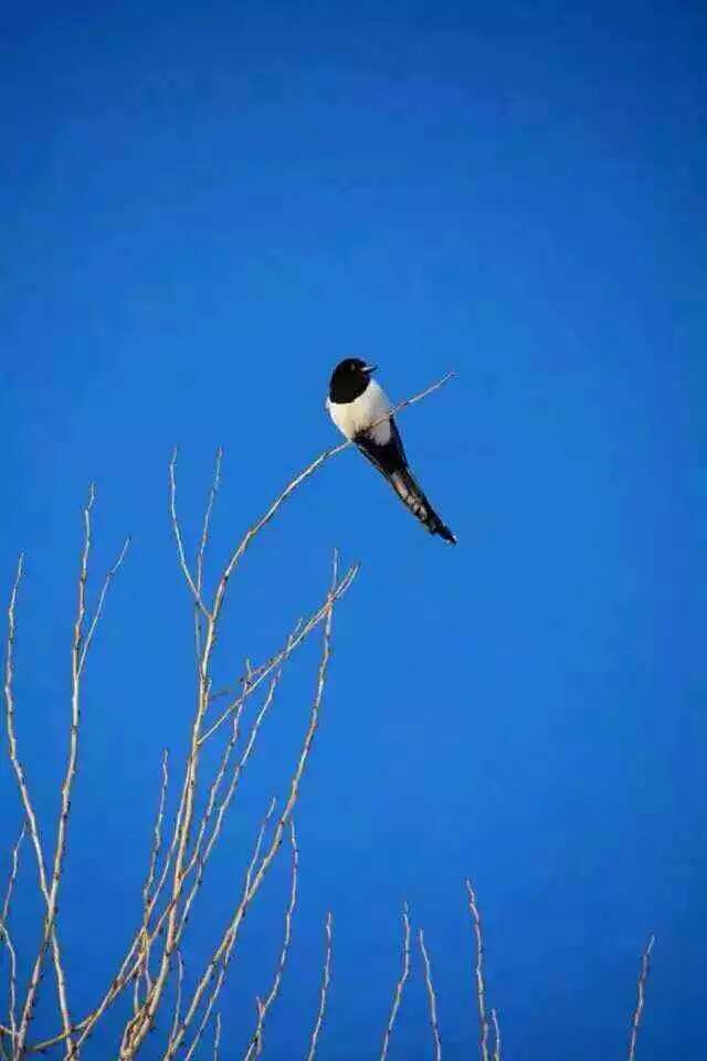 一只站在树上的鸟儿，从来不会害怕树枝断裂，因为它相信的不是树枝，而是它自己的翅膀。与其每天担心未来，不如努力现在。成功的路上，只有奋斗才能给你最大的安全感。早安各位