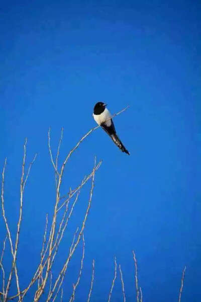一只站在树上的鸟儿，从来不会害怕树枝断裂，因为它相信的不是树枝，而是它自己的翅膀。与其每天担心未来，不如努力现在。成功的路上，只有奋斗才能给你最大的安全感。早安各位