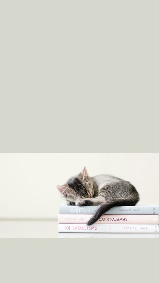 cat on the book