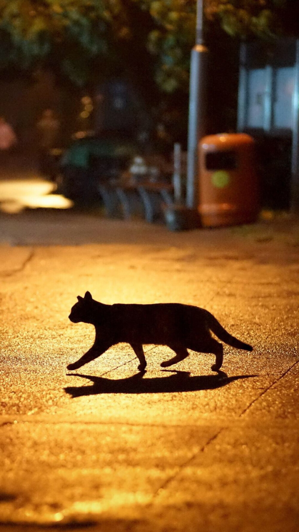 猫咪 喵星人 萌宠 可爱 动物 壁纸