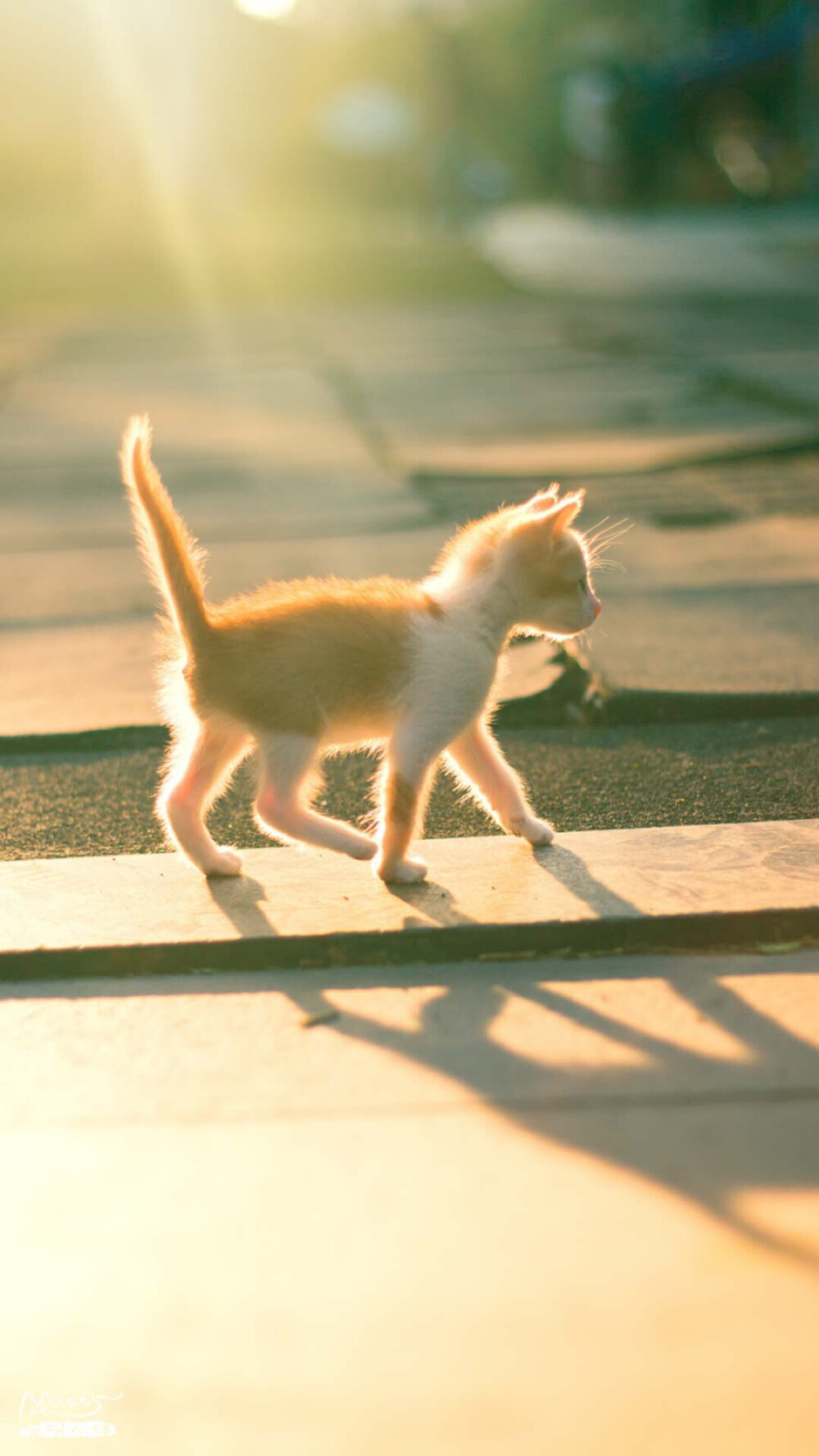 猫咪 喵星人 萌宠 可爱 动物 壁纸