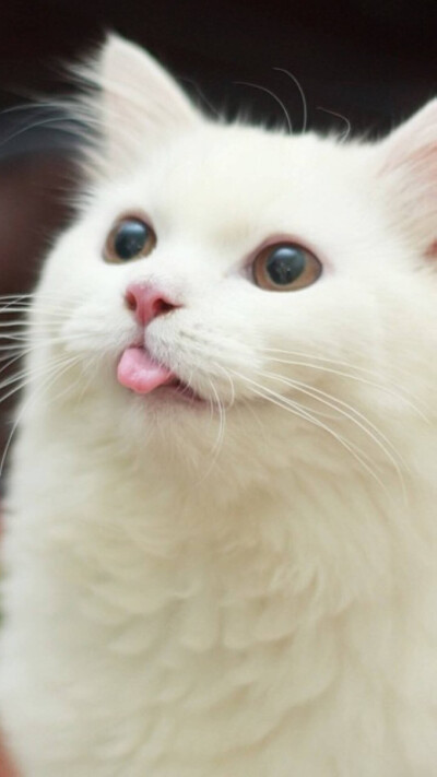 猫咪 喵星人 萌宠 可爱 动物 壁纸 吐舌头 卖萌 可爱炸了