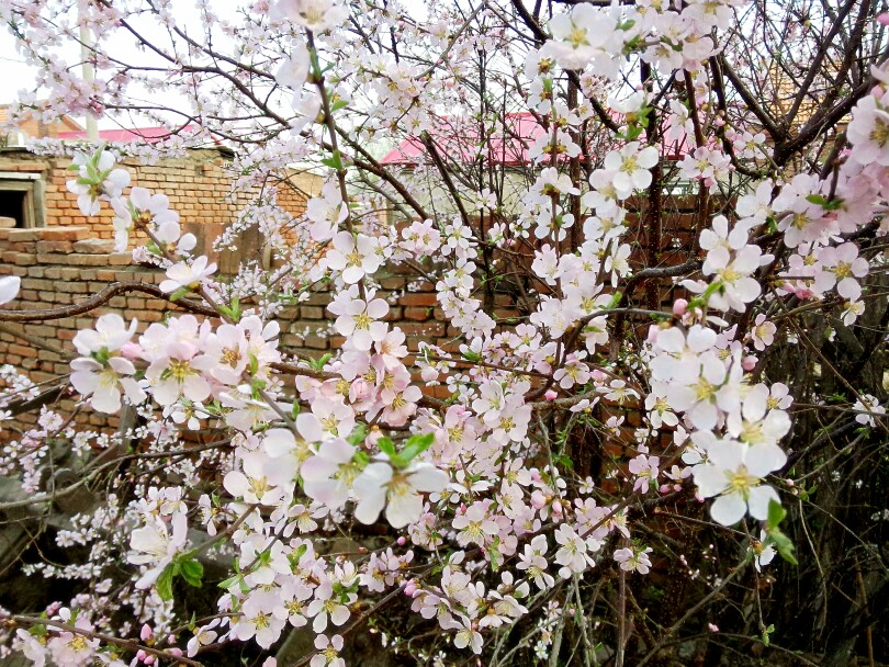 花開花落