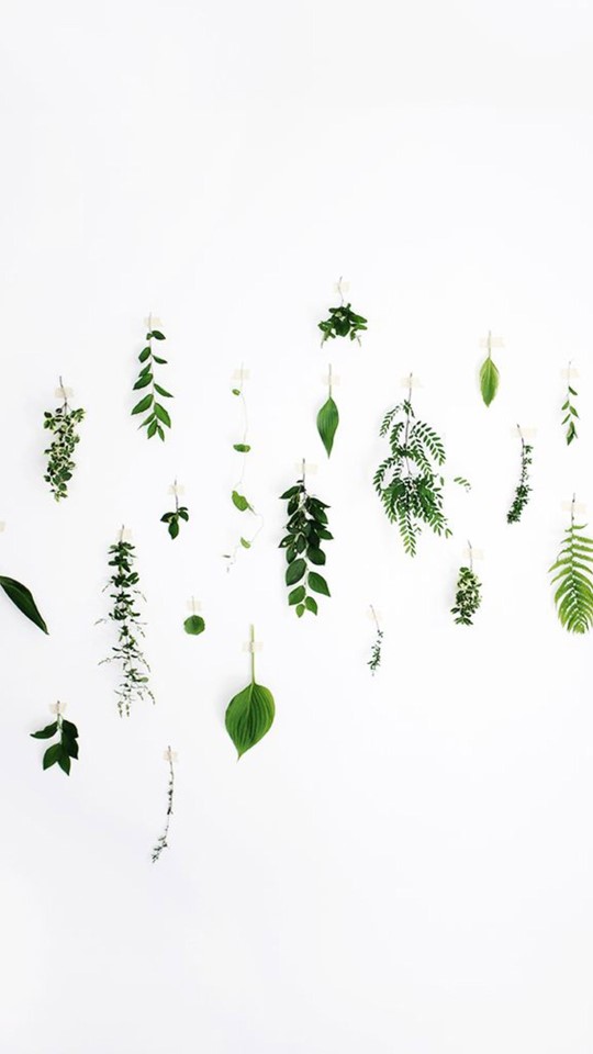 〖手机壁纸〗绿色的叶子啊