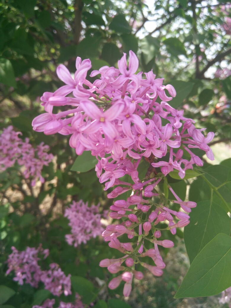 #美丽风景 旅游小记 花 鲜花 壁纸 美图 丁香花#