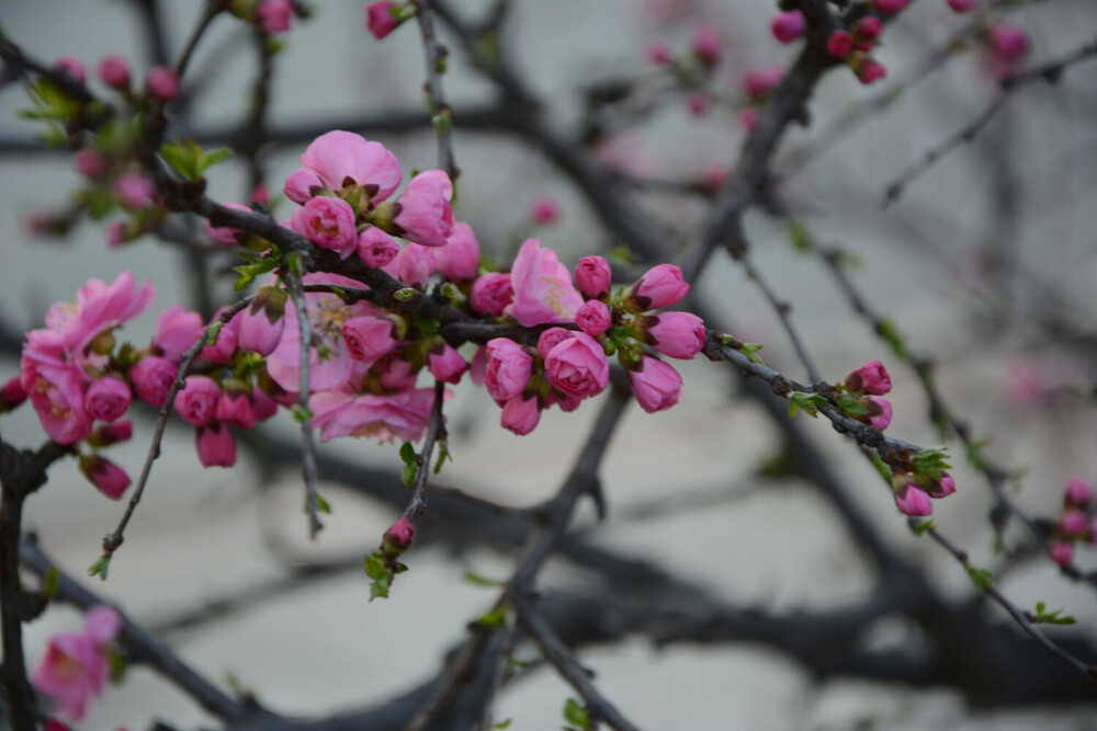 #美丽风景 旅游小记 花 鲜花 壁纸 美图#朋友照的美图，拿过来用啦~哈哈