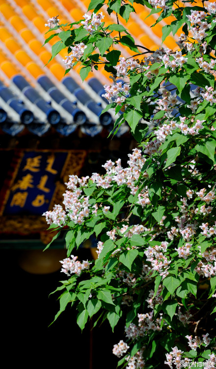 紫禁城 【古华•揪树花】楸树枝干劲挺，花色淡雅，自古在宫苑庙宇中广有种植，令人赏心悦目。乾隆花园古华轩前的一株最为有名。乾隆帝建轩时已有此树，不忍戕伐，遂倚树而建，得“湖石深护径，老楸耸齐檐”之境。春夏之交，花开满树璀璨似锦，故得名“古华”。 照片来自@故宫博物院